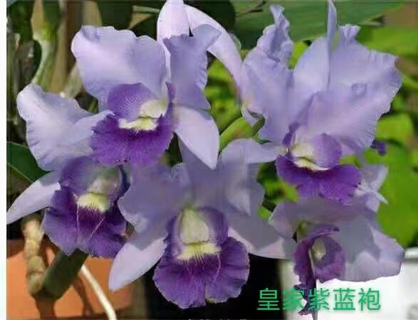 旭美兰花 卡特兰皇家紫蓝袍ctt. final blue royal purple