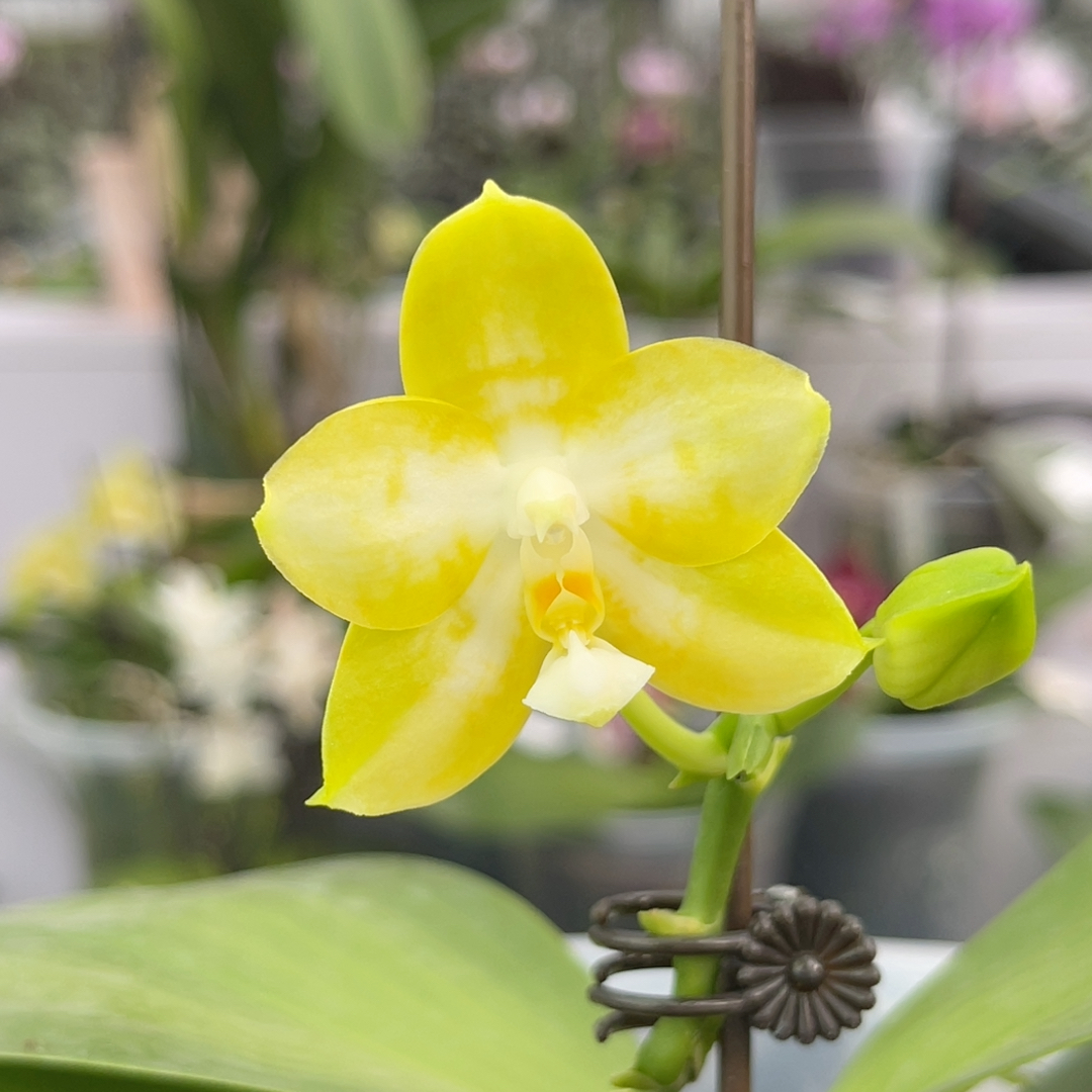 1006 s7寸弥陀amm97大福利 一物一拍