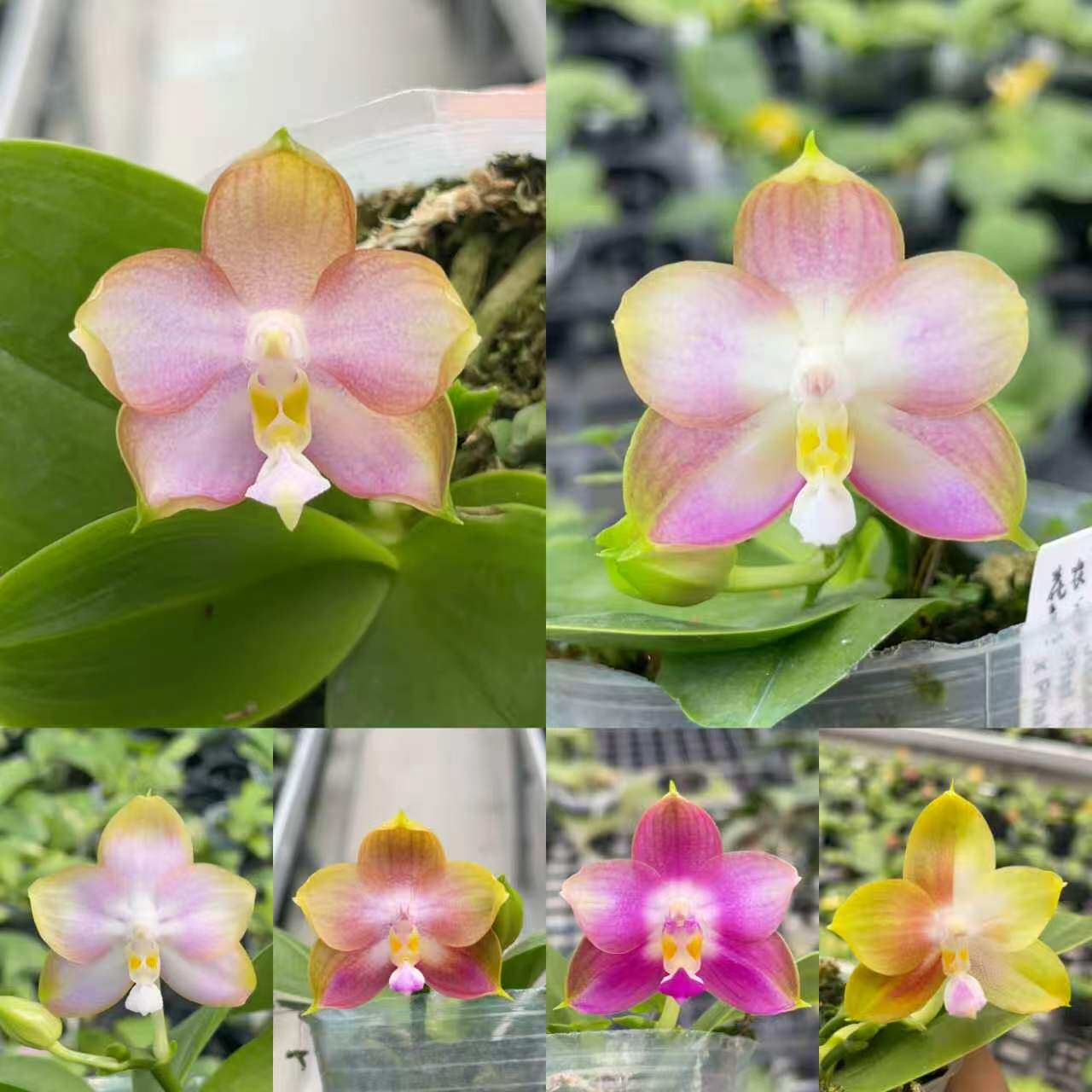 2.8寸苗子 JG2386实生 福利量拍不选