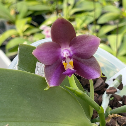 420 s7寸弥陀MCL34 一物一拍