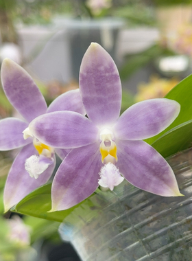 720 2.8寸23FR 一物一拍