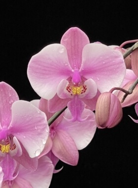 1.7寸有梗 SWR M606脉纹西