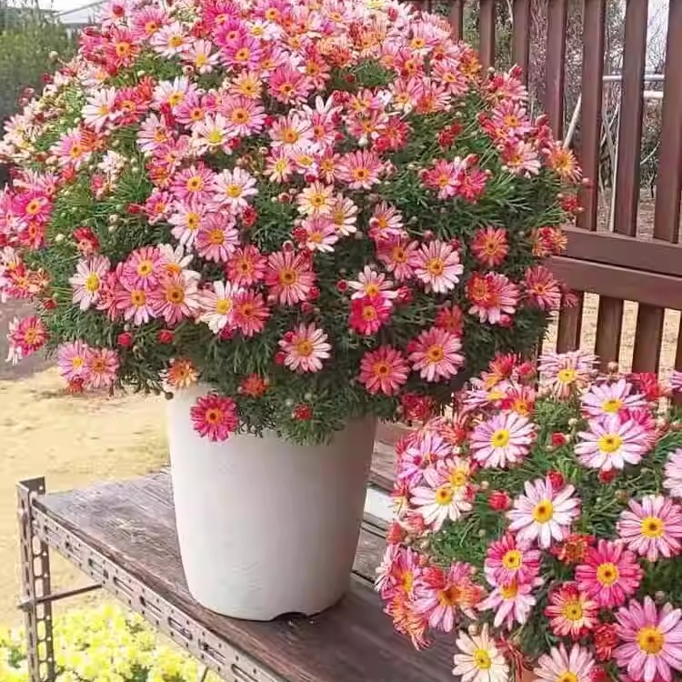 玛格丽特花种籽子孑一年四季播种易活糖果菊小雏菊庭院阳台室内外