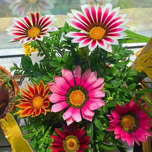 开花易活种孑菊百花种子苗花四季盆栽花卉室外室内种子籽花籽勋章
