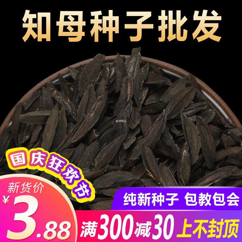 籽种知母孑参子知母种植新地种种子春季四季中草药材毛2024植物