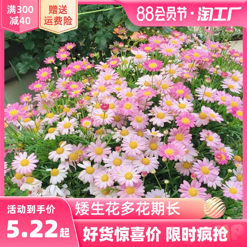 地被菊花种子玛格丽特花种籽子室内外易活花籽盆栽四季播种开花孑图片