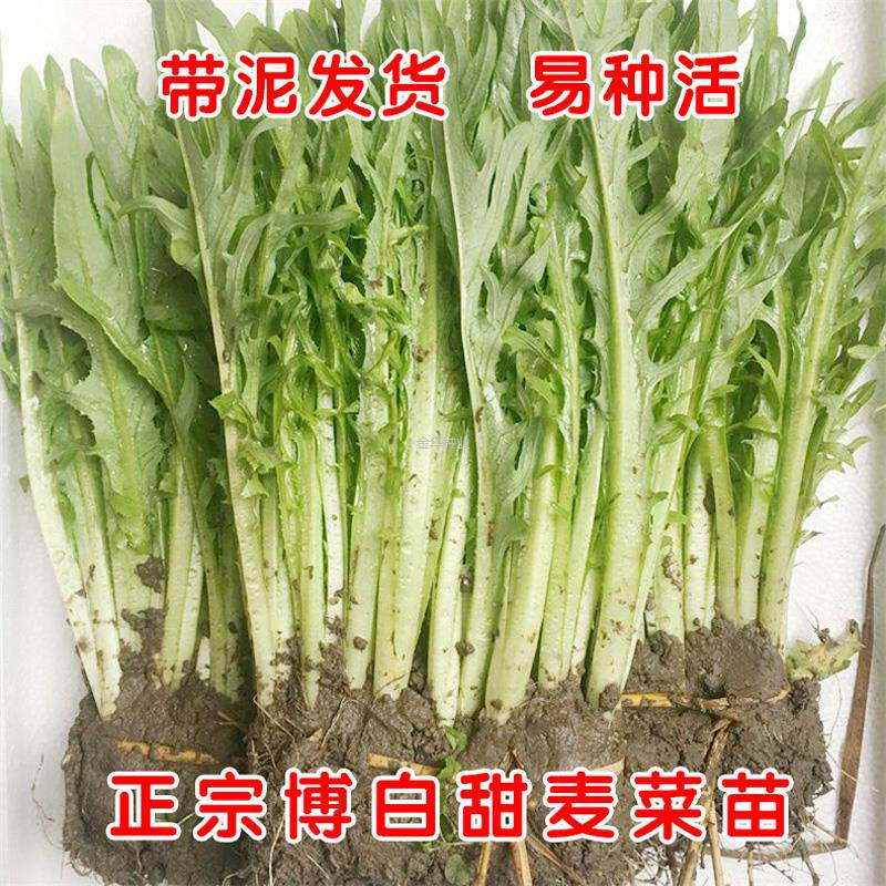 秧苗阳台种植四季花芽正宗甜麦菜苗盆栽广西苦麻菜菜苗白梗博白