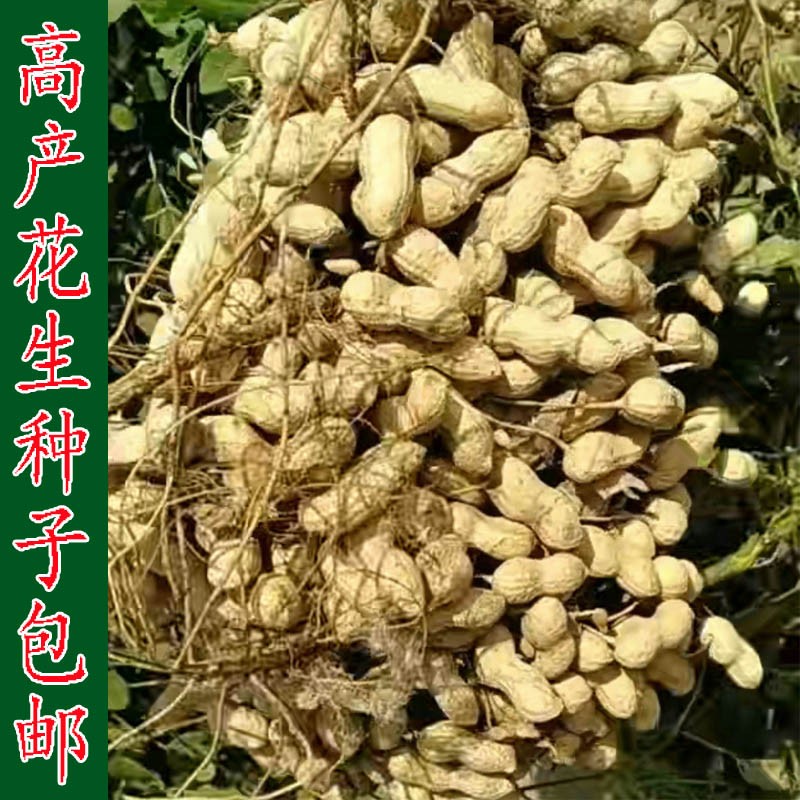 高产花生种子鲁花11号丰花海花1号大小白沙新鲜种籽春秋播带壳孑
