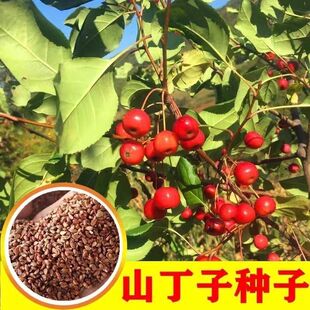 山丁子种子当年新采摘山荆子树果林木籽嫁接苗木四季易活植物