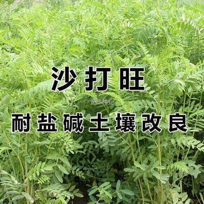 草籽种子耐旱多年生耐寒沙打旺盐碱草防沙种子牧草护坡固土