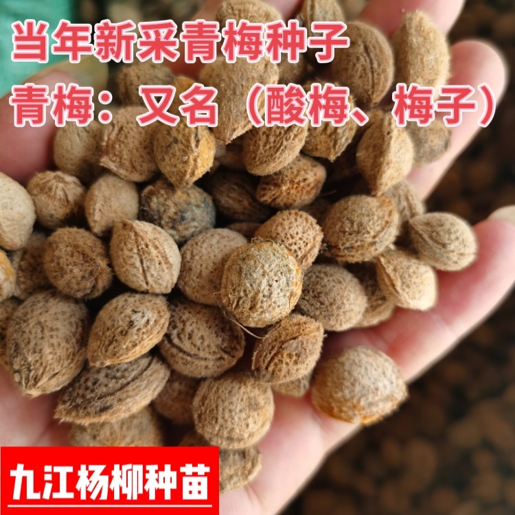 今年新采青梅种子酸梅种子梅子种子嫁接红梅砧木种子青梅果种籽