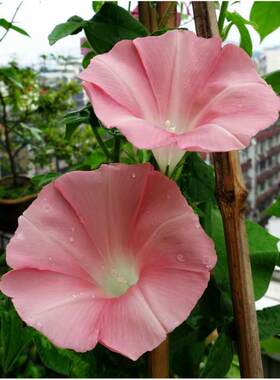 日本大牵牛花种子 爬藤牵牛花 柿粉色 皇家芭蕾舞 色彩独特 丰花
