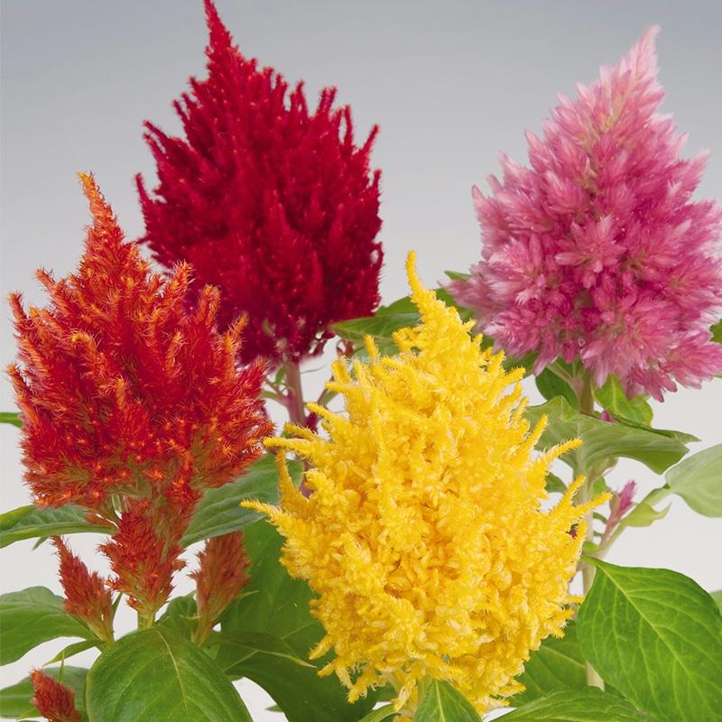 根千日红蒲包花花卉种子矾春秋葱鸡冠花剪秋罗花双距花播