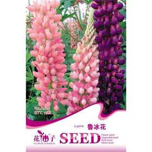 菱草紫苑雪伦亚麻鲁冰花花种子高矮蛇目菊高山蓝花菊日光