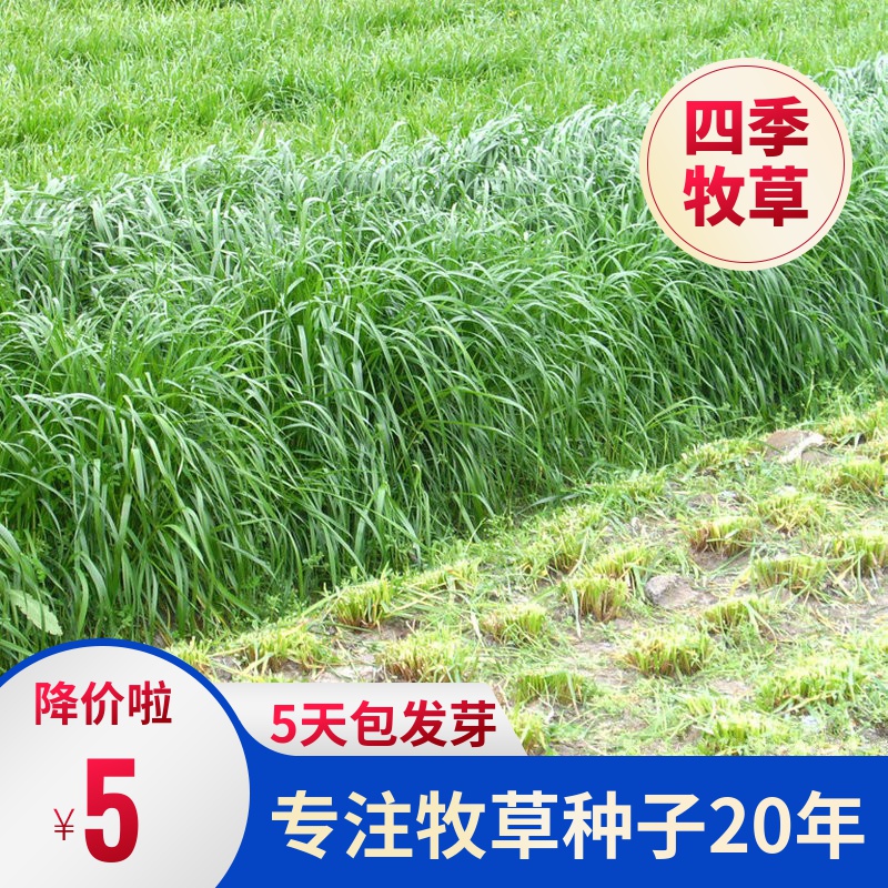 黑麦草种籽多年生牧草种子菊苣苜蓿草籽羊牛猪鱼兔草四季养殖再生