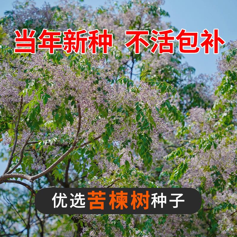 苦楝树新采种子种子枣苦楝花树种子紫楝种子苦楝子种籽楝树