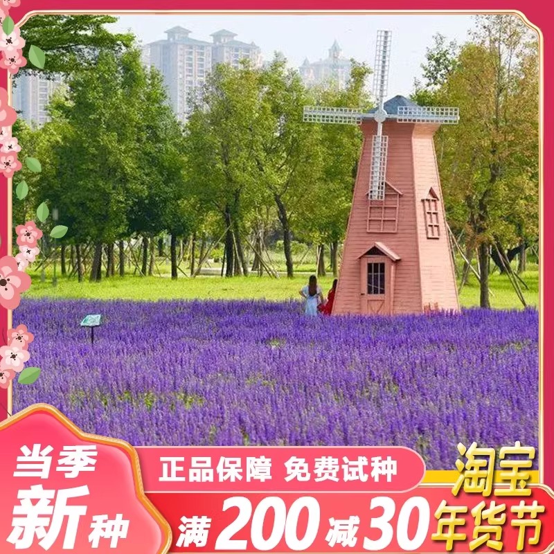 鼠尾草种子多年生百日草