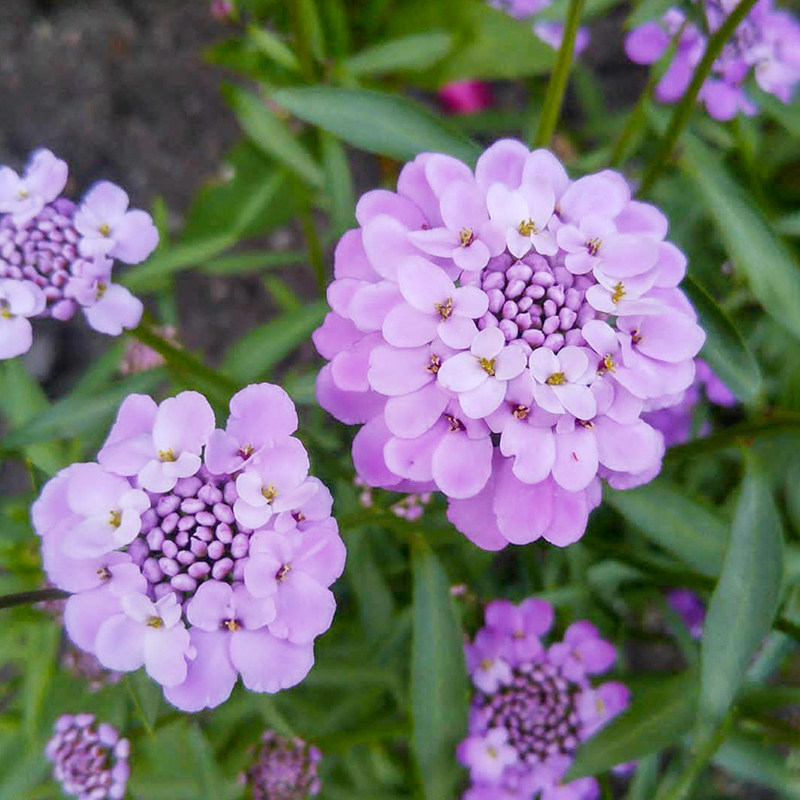 蜂室花种子四季花籽种籽籽花种5