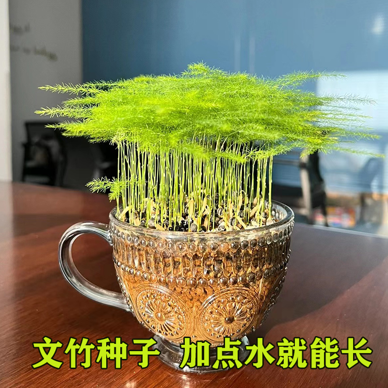 武竹水培植物文竹四季花种籽子水养桌面阳台花卉盆栽室内好养活