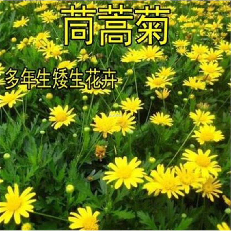 菊花室外易活茼蒿开花茼蒿菊种子花卉林木种子/种苗/