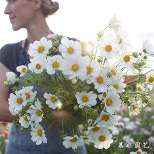 进口植物勤花盆栽庭院纯洁切花5粒波斯菊
