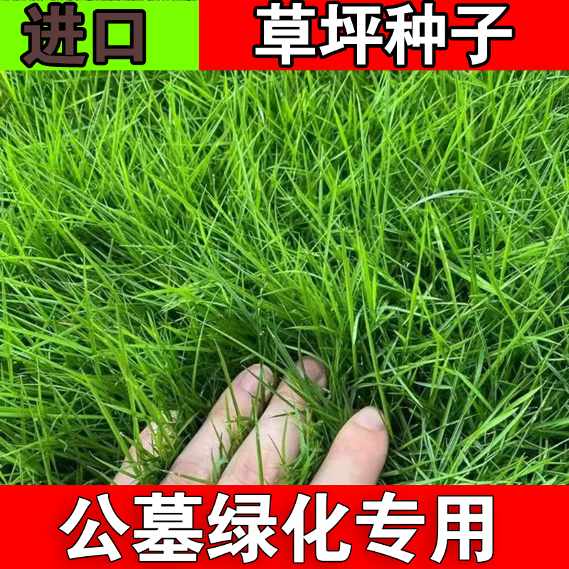 不开花长镰草长镰草种子响