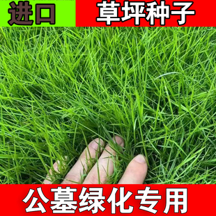 长镰草种子响铃草籽墓地草坪种子坟地草籽 四季青草籽 坟头草茅草