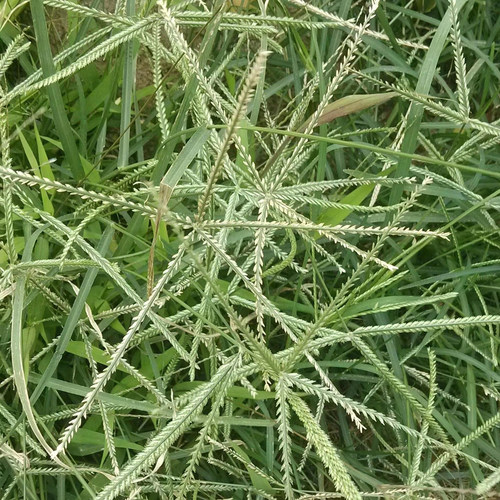 牧草种子牛筋草野草种子老驴拽护