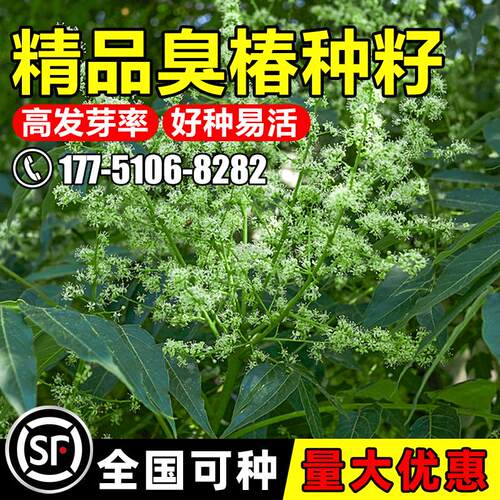 散装种子绿化播种多年生臭椿种子优质籽新采种籽椿树臭椿春季林木