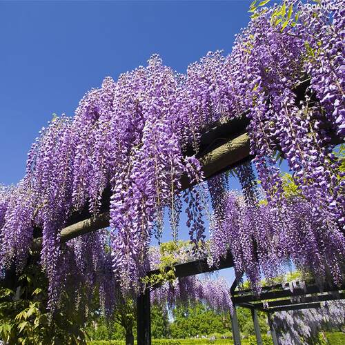 围墙子庭院藤爬种子四季树苗室外多花种籽紫藤花花花园紫藤花卉
