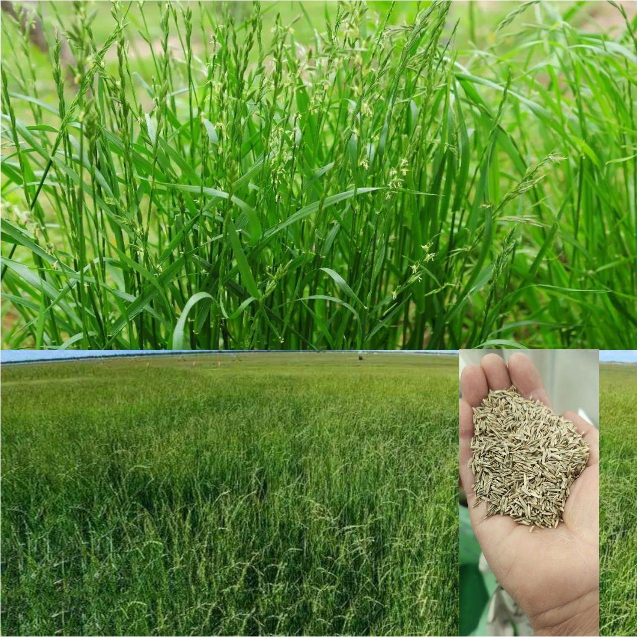 老芒麦 蒙古冰草 披碱草  狗尾草 盐碱地 沙地  耐干旱草籽