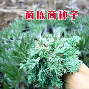 茵陈种子 白蒿种籽多年生陈蒿因尘因陈茵藤蒿绵茵菜