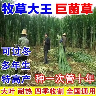 新型高产巨菌草种子籽多年生四季牧草种甜象草皇竹草种子牧草籽孑