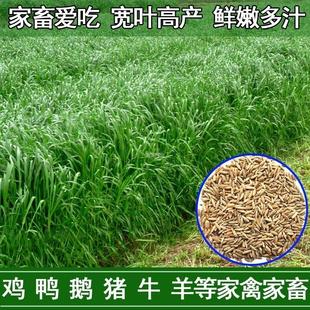 种籽多年生牛羊鱼四季鸡鸭子种草黑麦草种种子种籽养殖牧草草畜牧