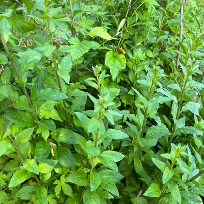 叶用枸杞叶种子材种籽枸杞芽 枸杞果种籽 多年生灌木植物