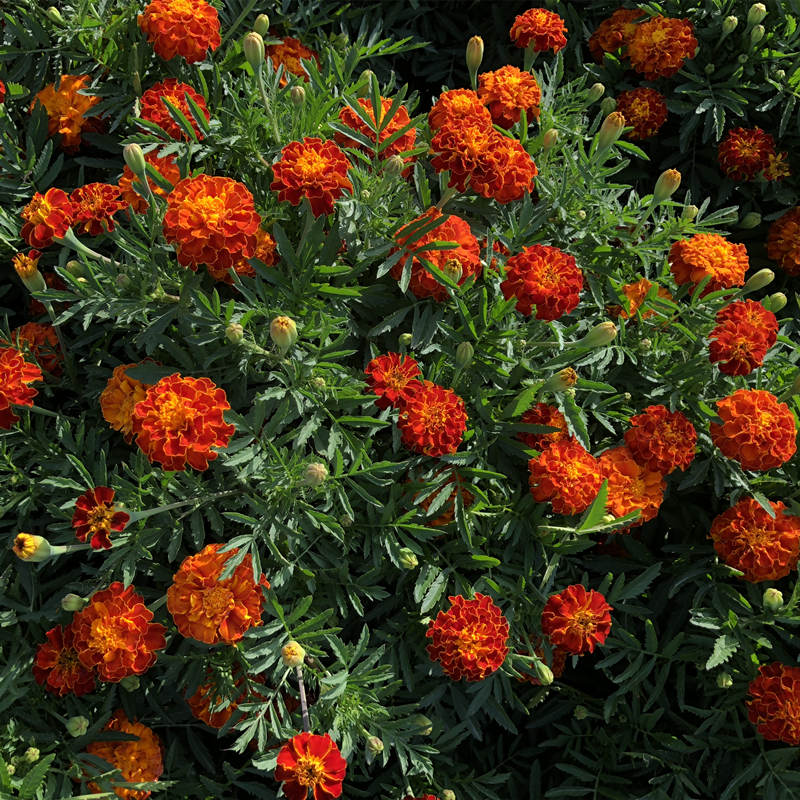 孔雀草花种籽子混色耐旱阳台盆栽庭院花卉四季种易活小万寿菊种子