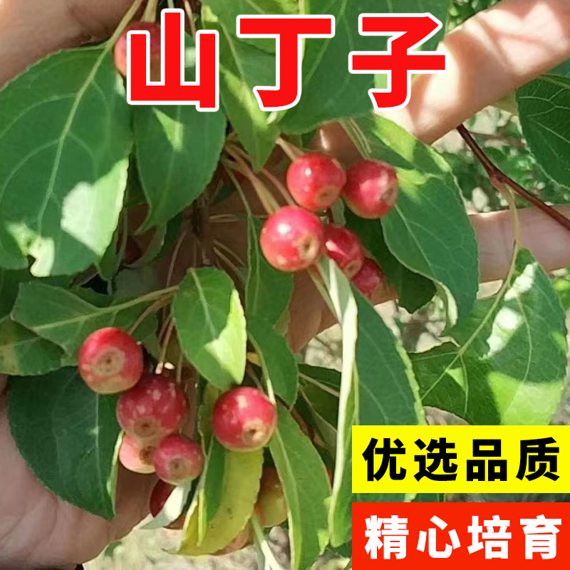 山丁子种子 甜茶种子 山荆子嫁接树种子砧木种子原生海棠种子