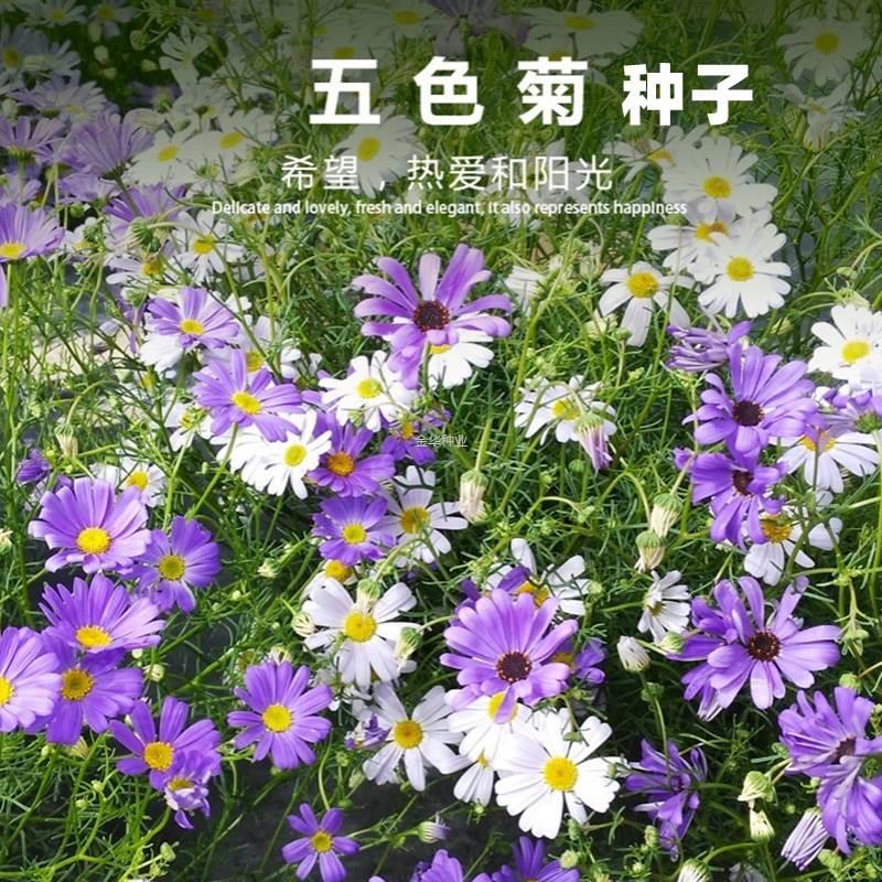 露天花五色阳台花卉花坛种籽种子菊四季易种子花花海盆栽混色种子