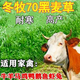 种子黑麦草冬牧一年生种籽黑麦草特高黑麦草四倍体黑麦草70宽叶