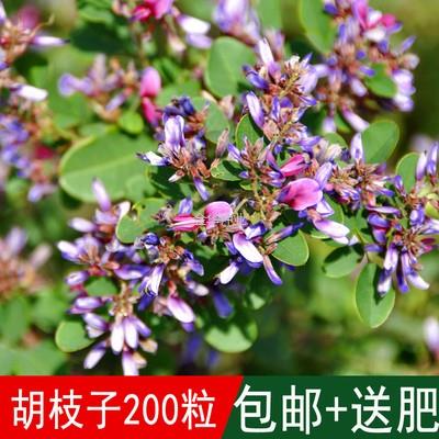 灌木草籽牡荆楚子鲜花胡枝花荆条胡枝子灌木二色夜合种子