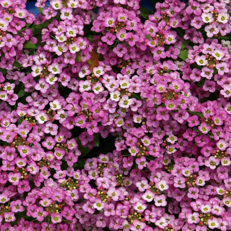 花海多年生香成活工程耐寒种子花籽雪球绿化易花花卉种子园林景观