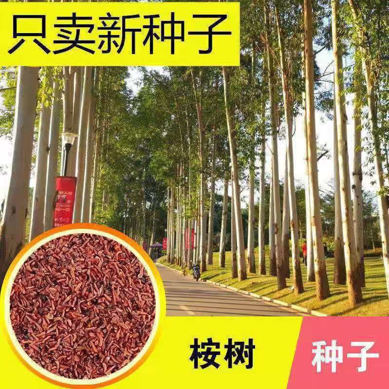 桉树种子 巨桉树小叶桉树种子 速生桉树种子行道树种子芽率高包邮