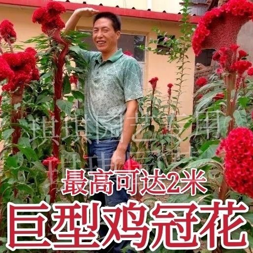 巨型鸡冠花种子多年生冠状鸡冠花庭院阳台花卉盆栽四季播易种花籽