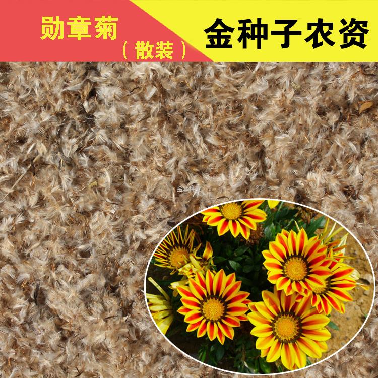 花卉室内四季盆栽种子花籽室外易种勋章耐寒菊批花草阳台图片
