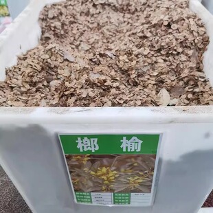 榔榆种子榔榆树种子小叶榆种子秋榆种子林木种子发芽率高简单易种