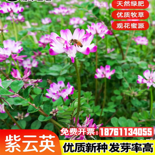 紫云英草种籽红花草花籽养蜂蜜源固氮果园植物四季绿肥牧草种子孑