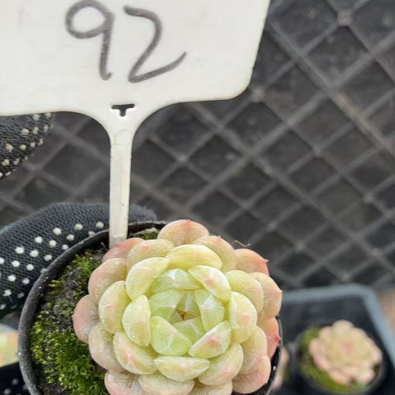 92号 白色恋人  满38包邮青海甘肃宁夏海南东北三省58包邮