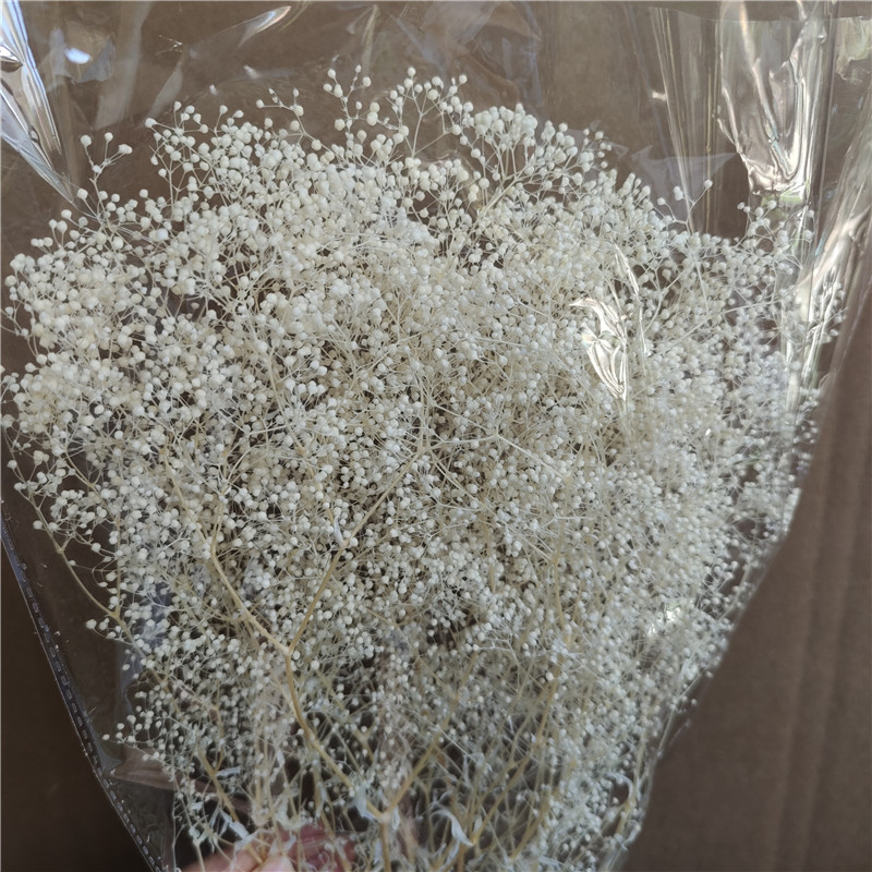 干花百万星千霞草染色满