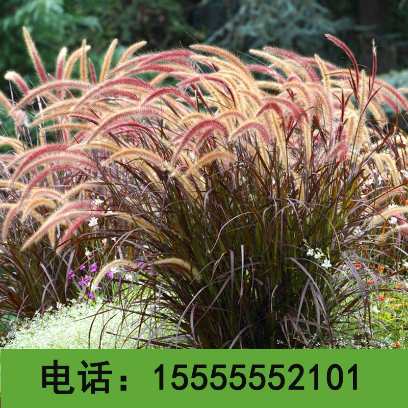 紫穗狼尾草种子观赏火焰紫叶四季狗尾草种籽庭院户外室外花海美化