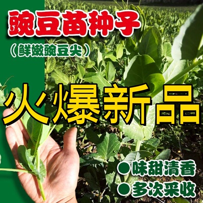 豌豆尖种子阳台盆栽芽苗菜